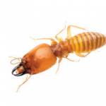 Termites Profile Picture