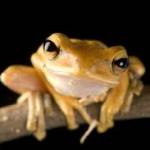 Amphibians Profile Picture