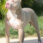 Pitbull Profile Picture