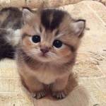 Cute kittens Profile Picture