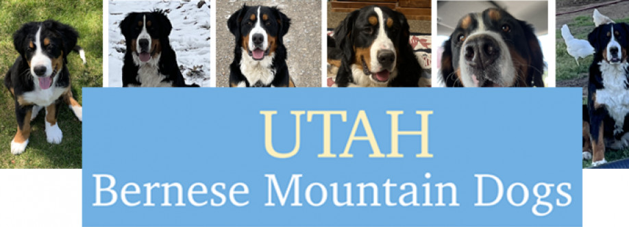 Utah Bernese Mountain Dogs Cover Image