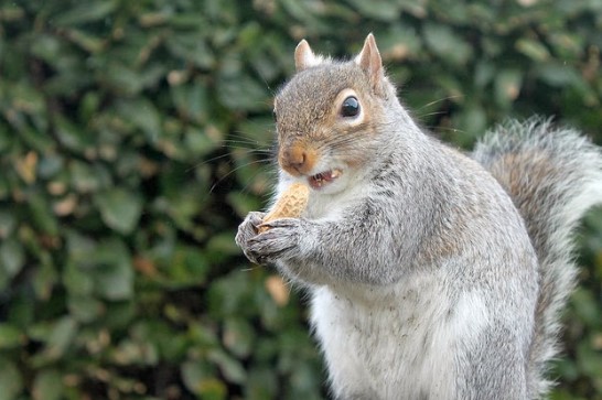 Peanuts in Shells: Why Monkey Nuts Are Perfect for Birds and Squirrels Alike